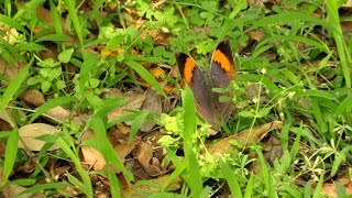 Himalayan Orange Oakleaf  Butterflies of India [upl. by Matheson]