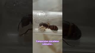 Camponotus Maculatus Subnudus 😍😍 [upl. by Odlavso]