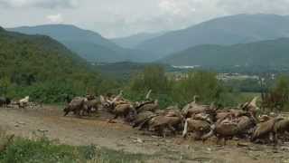 Ainsa gieren observeren Pyreneeen Spanje [upl. by Michon]