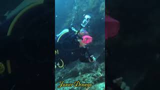 beautifulbannerfishheniochusacuminatussmallfrogfishscubavideographyshortsmoalboalcebu🇵🇭 [upl. by Von]