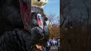 The Biopsy Playhouse  BSN THANKSGIVING PARADE funny comedy thanksgiving standupcomedy [upl. by Annagroeg]