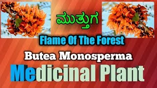 ಮುತ್ತುಗ Flame of The Forest Butea Monosperma [upl. by Spence724]