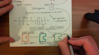 The Vascular Endothelial Growth Factor Part 5 [upl. by Siloam43]