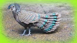 Grey Peacock Pheasant Call  Beautiful Bird [upl. by Isiah256]