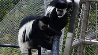 P2 Colobus Monkeys At The New Monkey Walkthrough At London ZooThursday The 20th July 2023 [upl. by Senhauser]