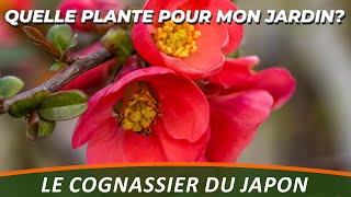 LE COGNASSIER DU JAPON ou CHAENOMELES JAPONICA  Quelle plante pour mon jardin [upl. by Gerik571]