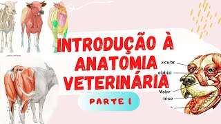 Introdução à Anatomia Veterinária part 1 [upl. by Ataymik]