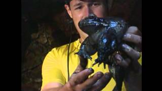 Jeff Corwin Experience Cave Frog in Panama Leptodactylus pentadactylus  Ra Pimenta [upl. by Jutta]