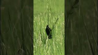 The song of a Bobolink nature birds [upl. by Nosredna702]