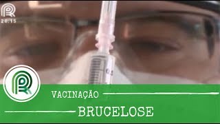 Brucelose veja como aplicar corretamente a vacina [upl. by Petulah]