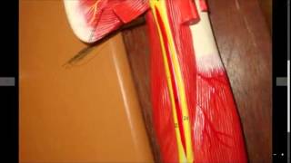 artery amp nerves of the upper limb  د خالد ميلاد [upl. by Kahcztiy]