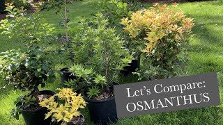 Osmanthus [upl. by Eugaet]