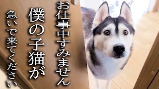 ハスキー犬が涙目で騒いでるのでついて行ってみると子猫が [upl. by Ahsyekal]