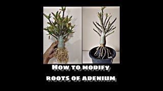 การแต่งรากชวนชมHow to modify roots of adenium [upl. by Norrehc]