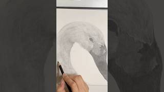 Bewick’s Swan Sketch art swan bird sketch sketchbook artist pencildrawing classicalmusic [upl. by Viviene]