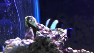 Species Spotlight Season 2  The Four Stripe Damselfish  Episode 23 [upl. by Emie443]