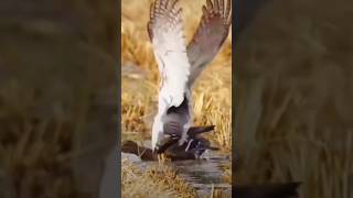 eagle vs peregrine falcon trending shorts peregrinefalcon goldeneagle eagle birds [upl. by Amelus]