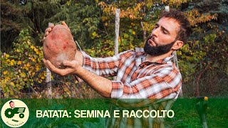 Ho seminato e raccolto la BATATA GIGANTE  Il contadino Nick [upl. by Geri]