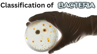 Classification of Bacteria  A Visual Guide to GramPositive and GramNegative Bacteria [upl. by Ayor]