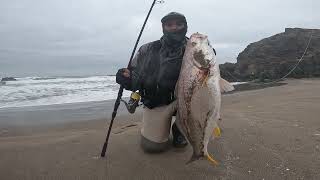 Corvina a spinning en las costas de Perú [upl. by Aivilys520]