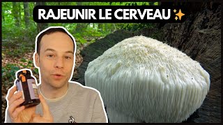 Crinière de lion Hericium erinaceus  ce champignon peutil rajeunir le cerveau [upl. by Enneirda]