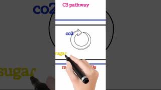 C3 pathwayscienceplant physiologycalvin cycle short short videos shorts viral botany shorts [upl. by Lewellen]