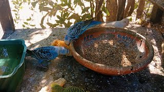 Beautiful Budgies Eating Soft FoodBudgies Chirping SoundBudgies birds budgies [upl. by Nodnek]