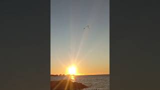 Eight Mute Swans on a Sunrise Flight Over the Park and the Lake 110924 [upl. by Shani228]