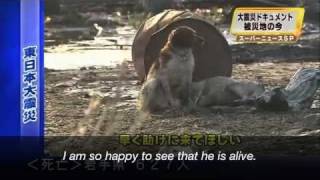 After tsunami devoted dog protects injured friend subtitled [upl. by Trefler790]