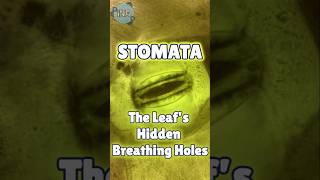 Stomata The Leafs HIDDEN Breathing Holes [upl. by Grete218]