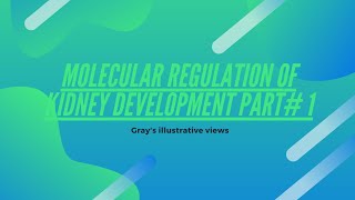 Molecular regulation of kidney development part 1  embryology of urogenital system  special embryo [upl. by Natika]