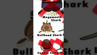 По многочисленным просьбам Bullhead Shark [upl. by Jeffery733]