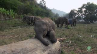 Clumsy Baby Elephant  ElephantNews [upl. by Francklin]