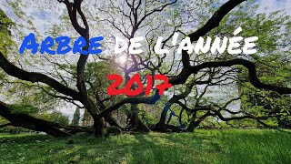 Arbre de lannée 2017 Le Sophora du Japon de Montry [upl. by Ycrep]