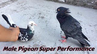 Pigeon Sounds To Attract Pigeons  Male Pigeon Super Performance  Black Pigeon [upl. by Kimon]