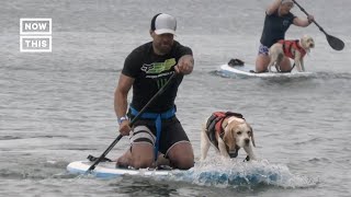 Dogs Compete in Surfing Championship Shorts [upl. by Jemma332]