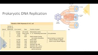 Prokaryotic DNA Replication [upl. by Enaled]