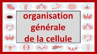 🔴CYTOLOGIE  ORGANISATION GÉNÉRALE DE LA CELLULE  CELLULE EUCARYOTE  CELLULE PROCARYOTE ET VIRUS [upl. by Yleen553]