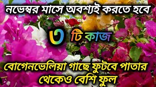 বোগেনভেলিয়া গাছে ফুটবে পাতার থেকেও বেশি ফুলনভেম্বর মাসে বোগেনভেলিয়া গাছের পরিচর্যা Bougainvillea [upl. by Micheil]