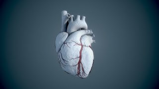 Human Heart  Wireframe [upl. by Dublin]