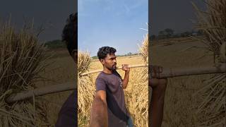 Collecting Our Rice 🌾🌾  Dhaan  shorts youtube content youtube shorts shrawan munda [upl. by Gnahk554]