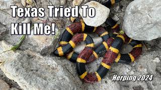 Texas Coral Snake HUGE Centipede And More While Hiking in Austin Texas [upl. by Valeta]