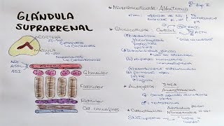 Glándula suprarrenal Aldosterona Cortisol DHEA Androstenediona [upl. by Isidore]