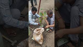 Save Tree  Save World 🌍 shorts viral [upl. by Neerak]