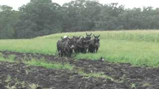 Mule Plowing Fall of 2010 [upl. by Kerr]