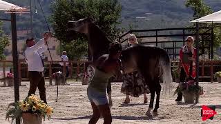 Aljassimya Farm Amateur Challenge  Halter Class Experienced  Stallions Class 20D [upl. by Lancelot]