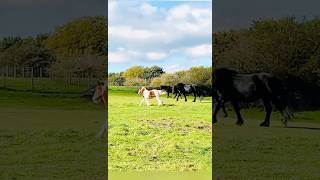 Horses  Sacriston Part 2  Durham  United Kingdom  travel  countydurham  interestingfact [upl. by Ylera]