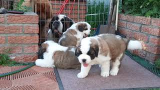 Щенки сенбернар 32 дня StBernard puppies 32 days old [upl. by Attikram]