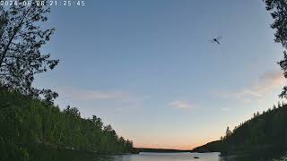 Dragonflies eating bugs in flight [upl. by Hamann]