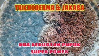 Cara menyatukan dua kekuatan super power dalam pertanian jakaba amp trichoderma [upl. by Roscoe]